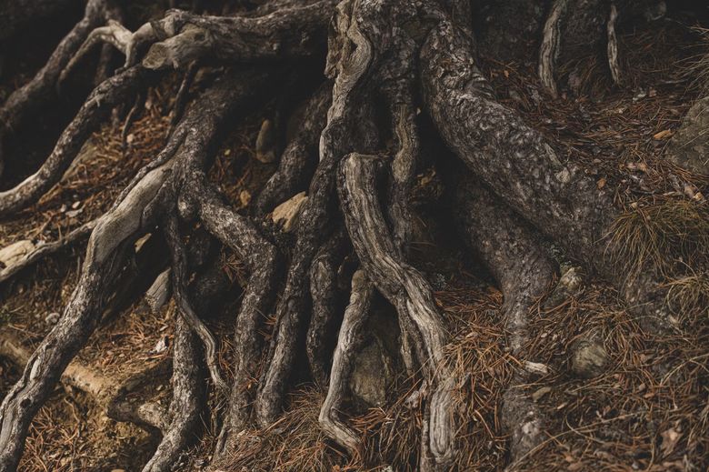 Основные риски при посадке крупномеров: от транспортировки до акклиматизации